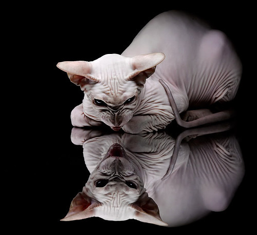 当防守成为艺术,当组织化身教授,雷恩与罗德里如何诠释足球唯一性