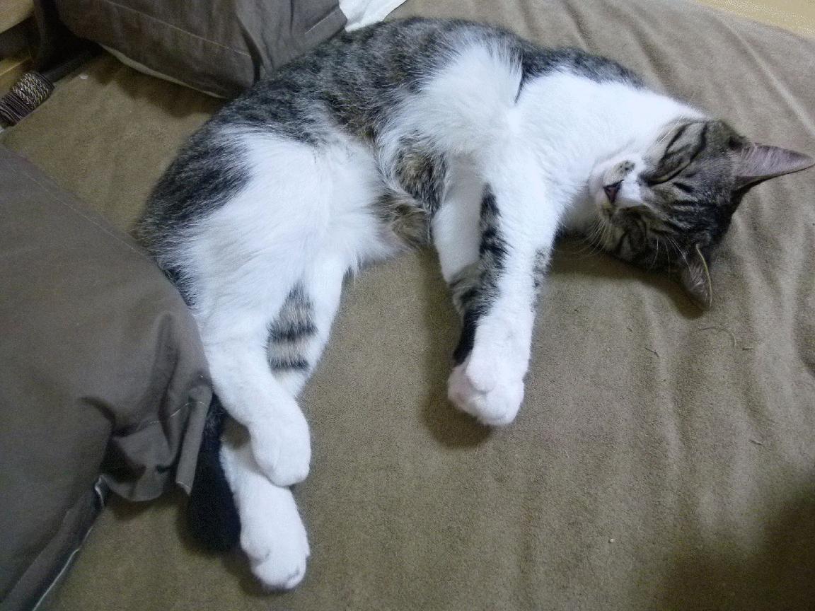 唯一救赎,爱德华兹爆发引领篮网生死战力克老鹰