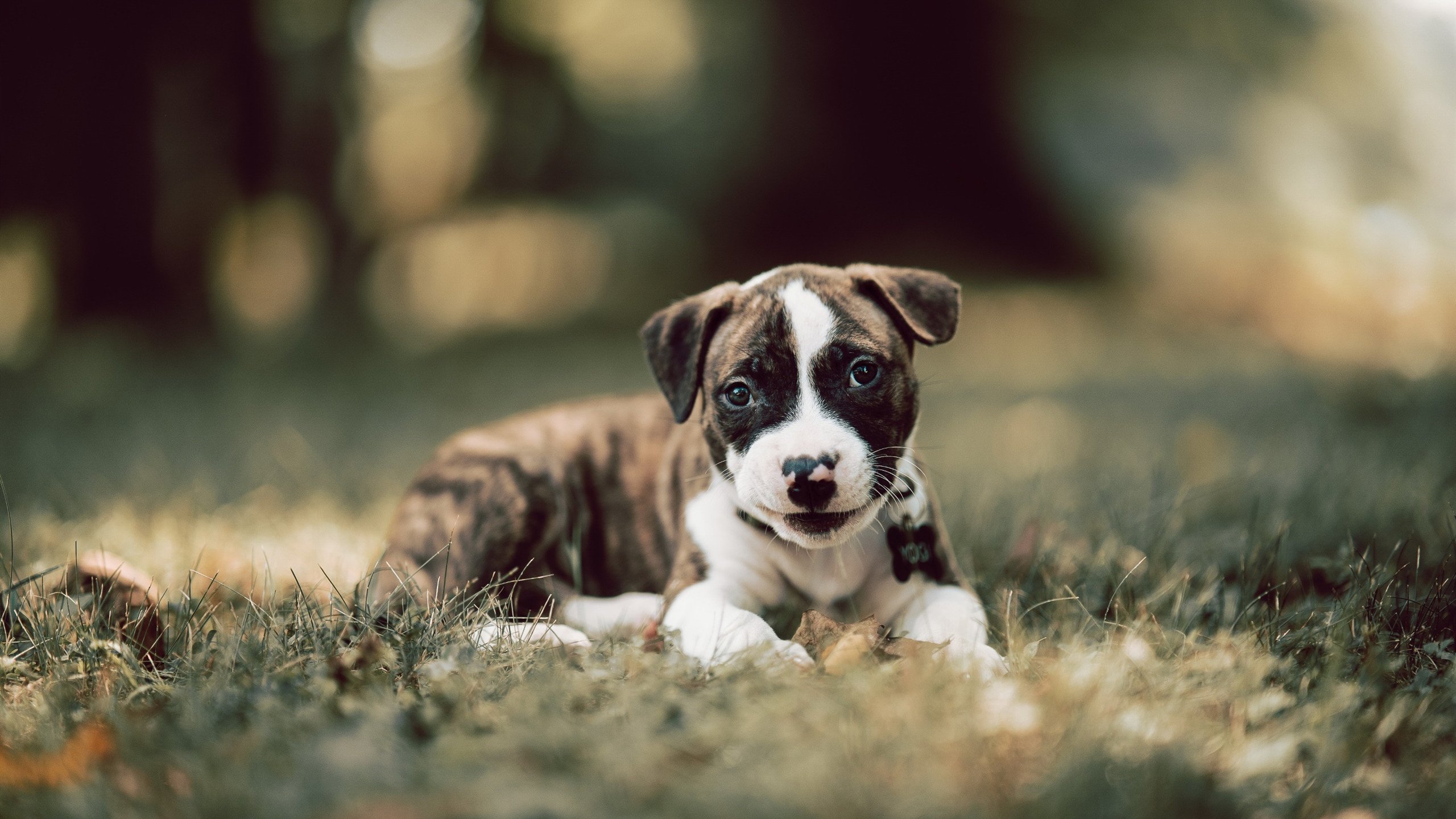 足球双重奏,意甲焦点战激荡亚平宁,法国队稳健征服喀麦隆