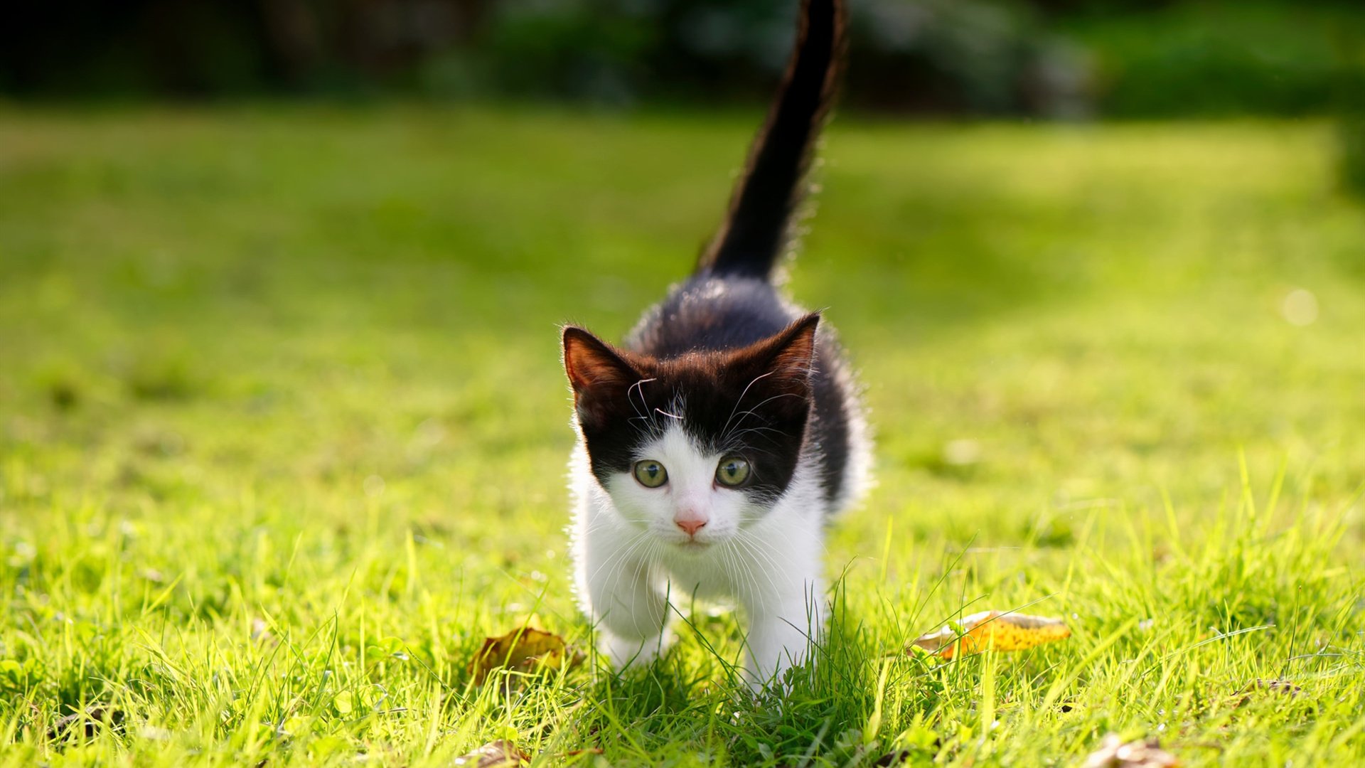 足球的颠覆美学,久保建英的璀璨突破与牙买加风暴的团队逆袭