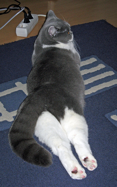 南美风暴席卷袋鼠军团，秘鲁战术压制，迪巴拉利刃出鞘