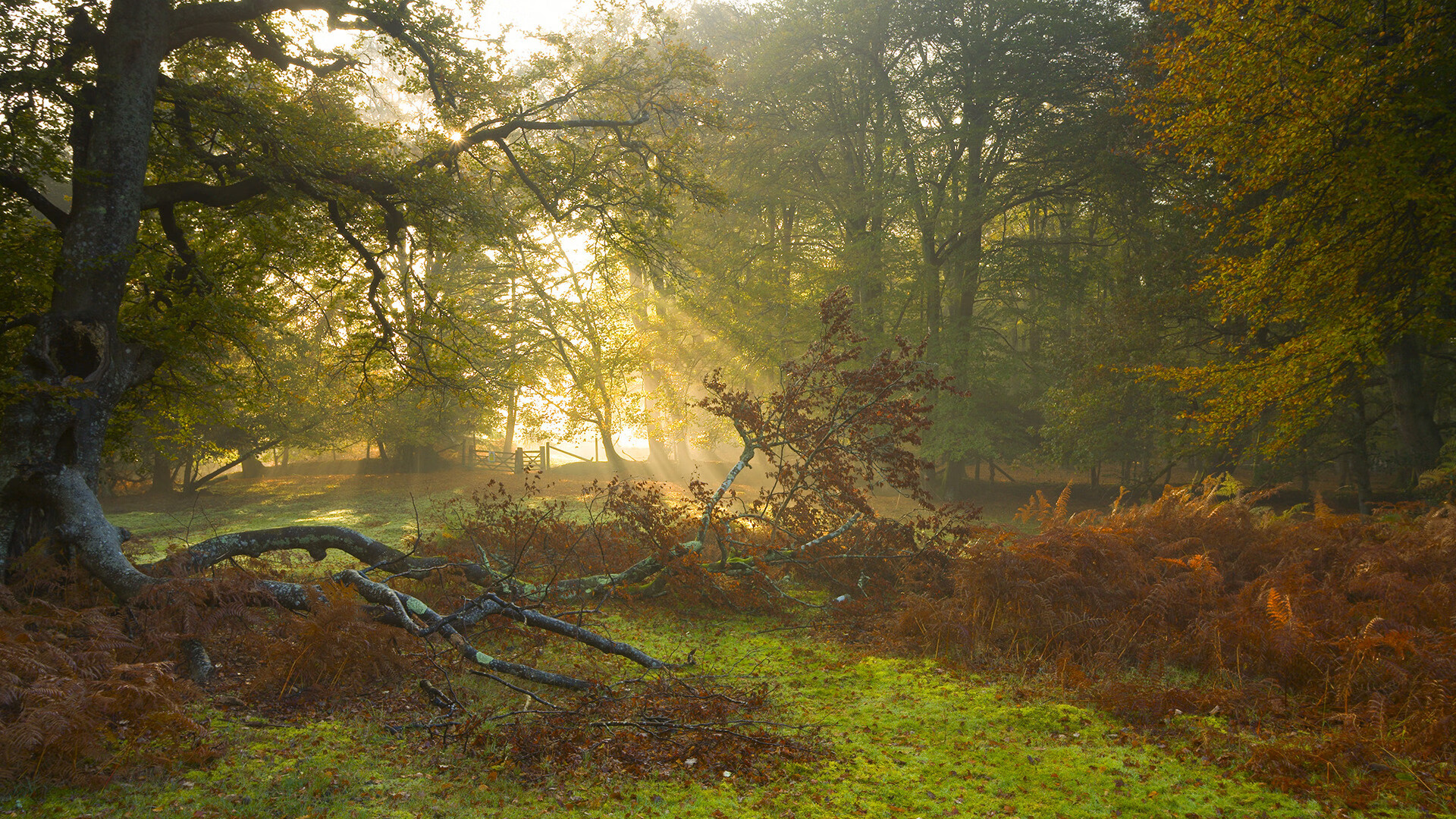 小国之光与团队之胜,克瓦拉茨赫利亚末节接管比赛,威尔士轻取乌克兰的启示