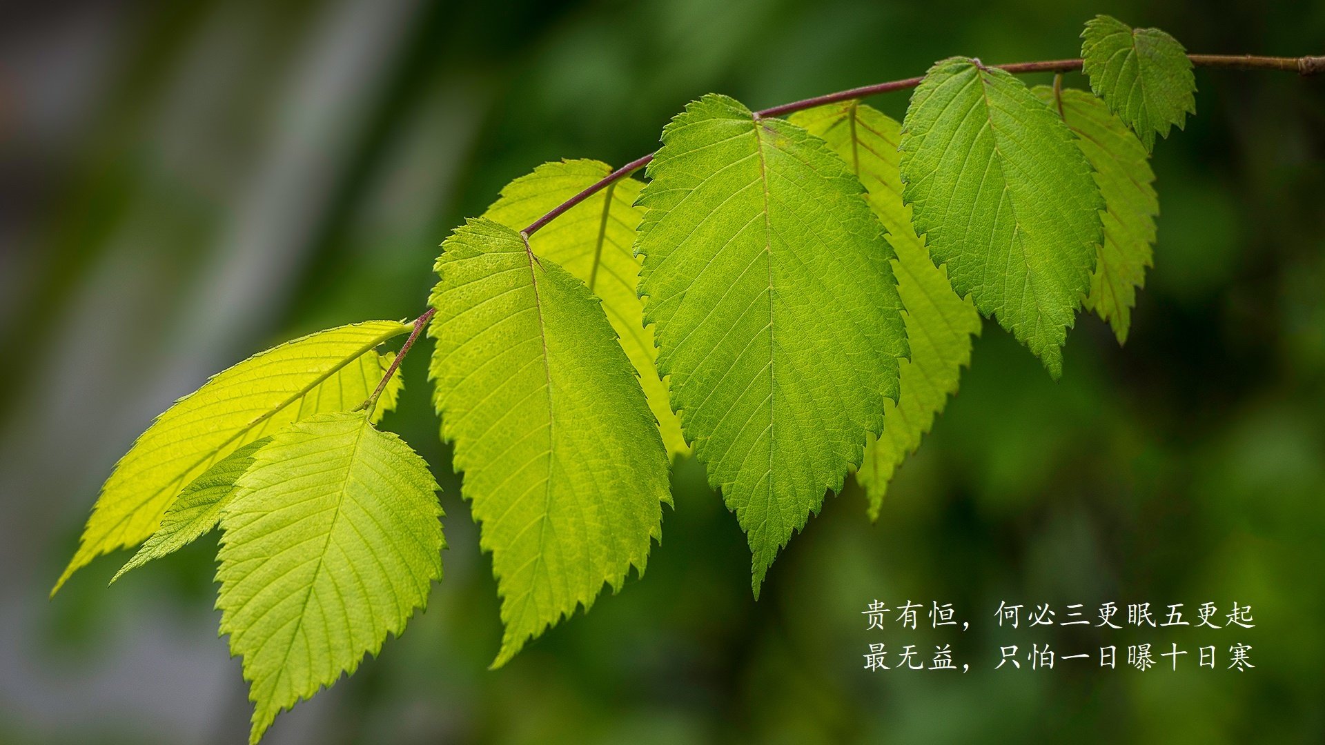 唯一的神谕，当南美内战遇见英格兰心脏，贝林厄姆在2026世界杯D组写下最离奇的剧本